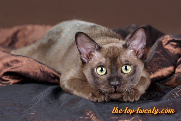 Burmese cat